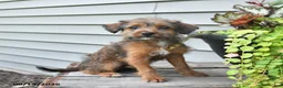 Jackapoo dogs for sale: SPECIAL NEEDS Janet - Ad 8