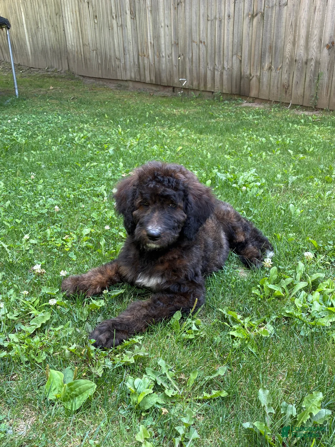 Bernedoodle dogs for sale: Bernedoodle 1 - Ad 3