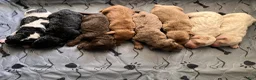 Labradoodle dogs for sale: Frodo - Ad 7