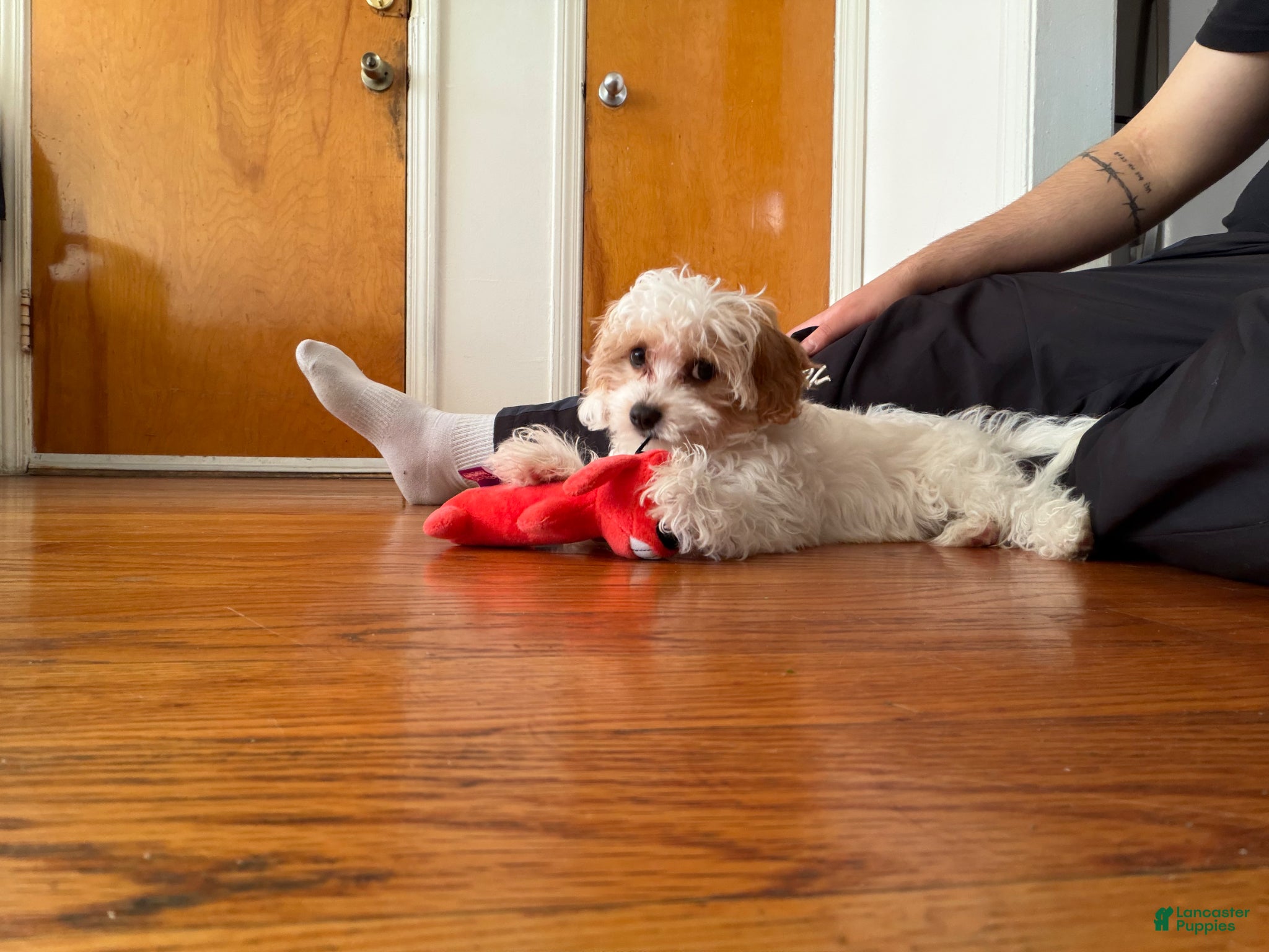 Cavapoo dogs Molly - Ad 6