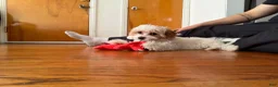 Cavapoo dogs for sale: Molly - Ad 1