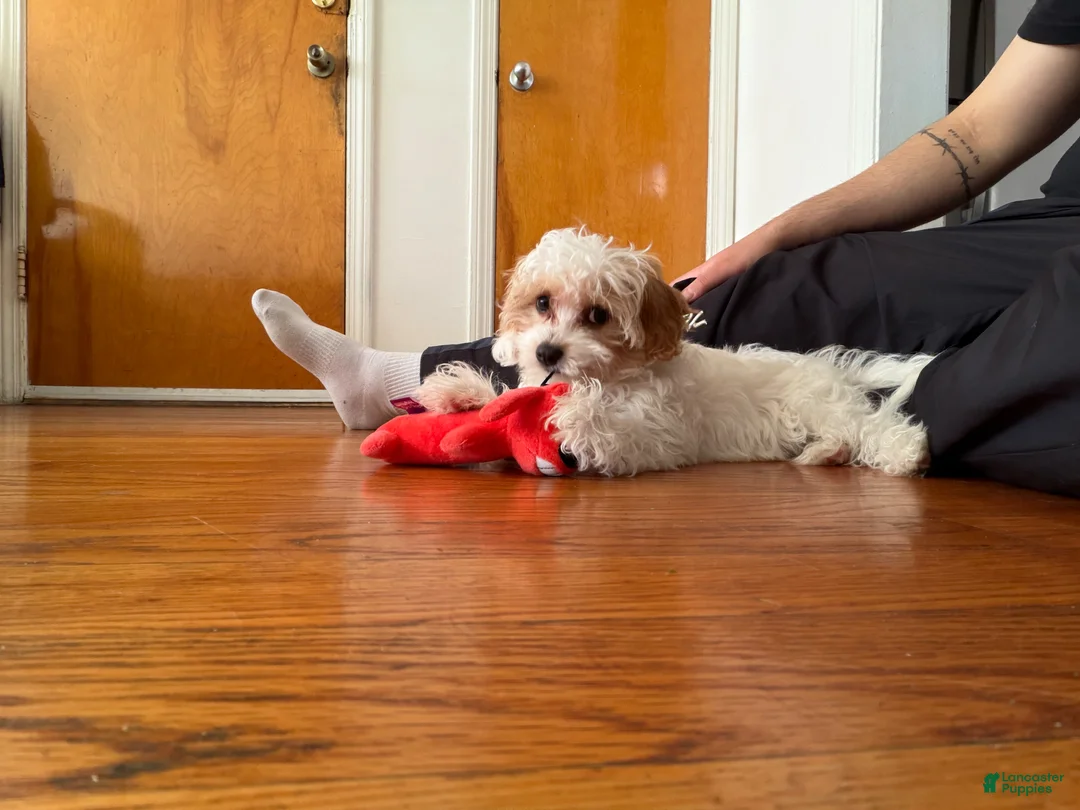 Cavapoo dogs for sale: Molly - Ad 1