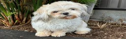 Shih Tzu dogs for sale: Quigley Shih Tzu  - Ad 8