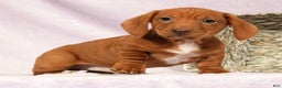 Miniature Dachshund dogs for sale: Seth - Ad 2