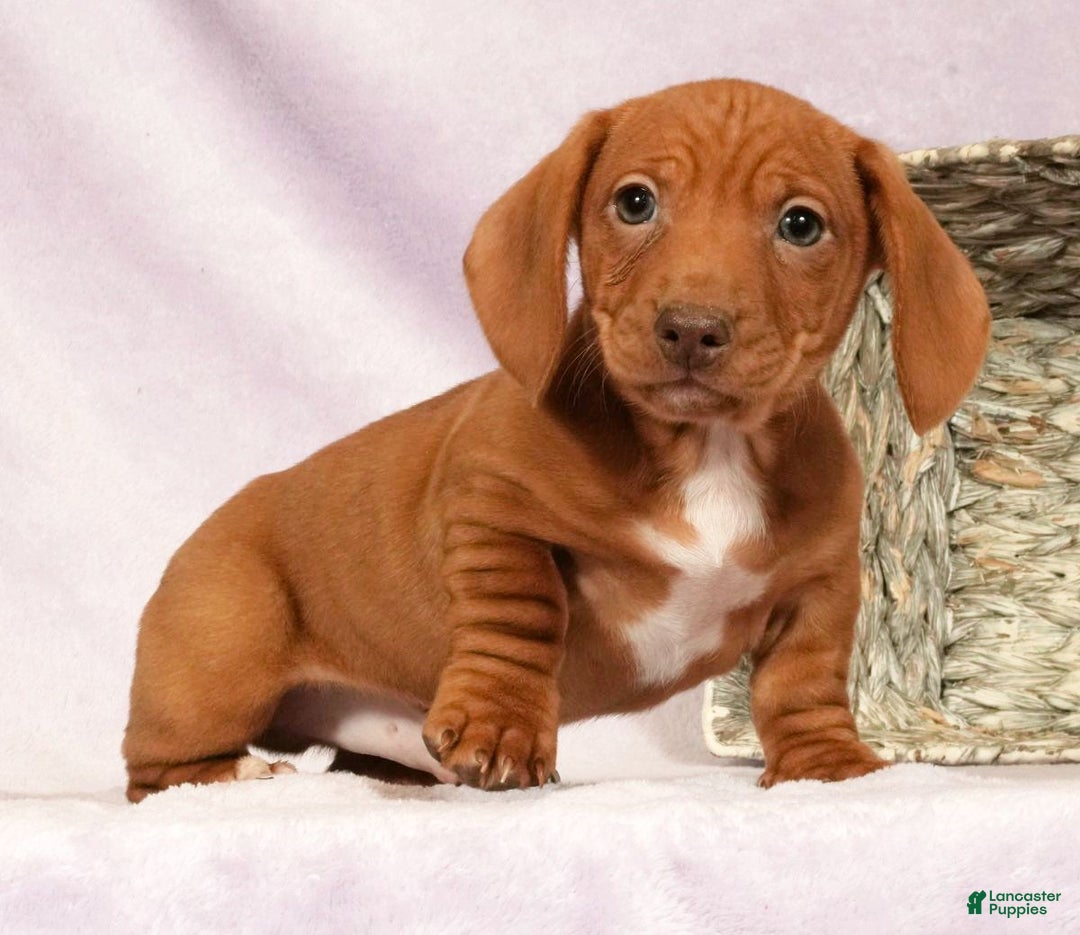 Miniature Dachshund dogs for sale: Seth - Ad 2