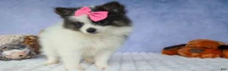 Pomeranian dogs for sale: Estella🎀 - Ad 10
