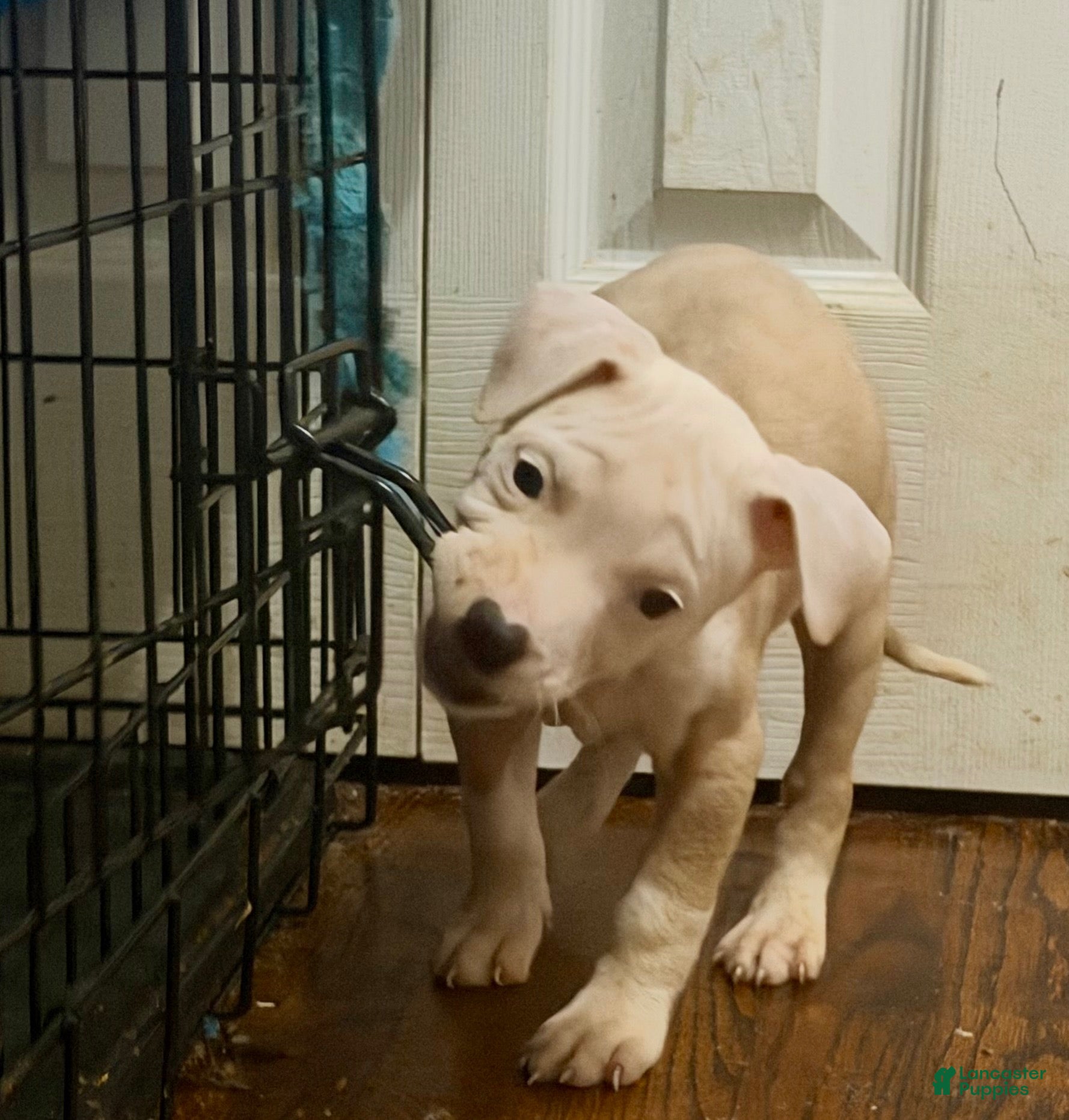 American Pit Bull Terrier dogs for sale: Chula - Ad 26