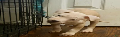 Chula