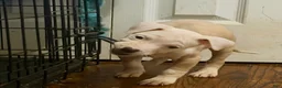 American Pit Bull Terrier dogs for sale: Chula - Ad 1