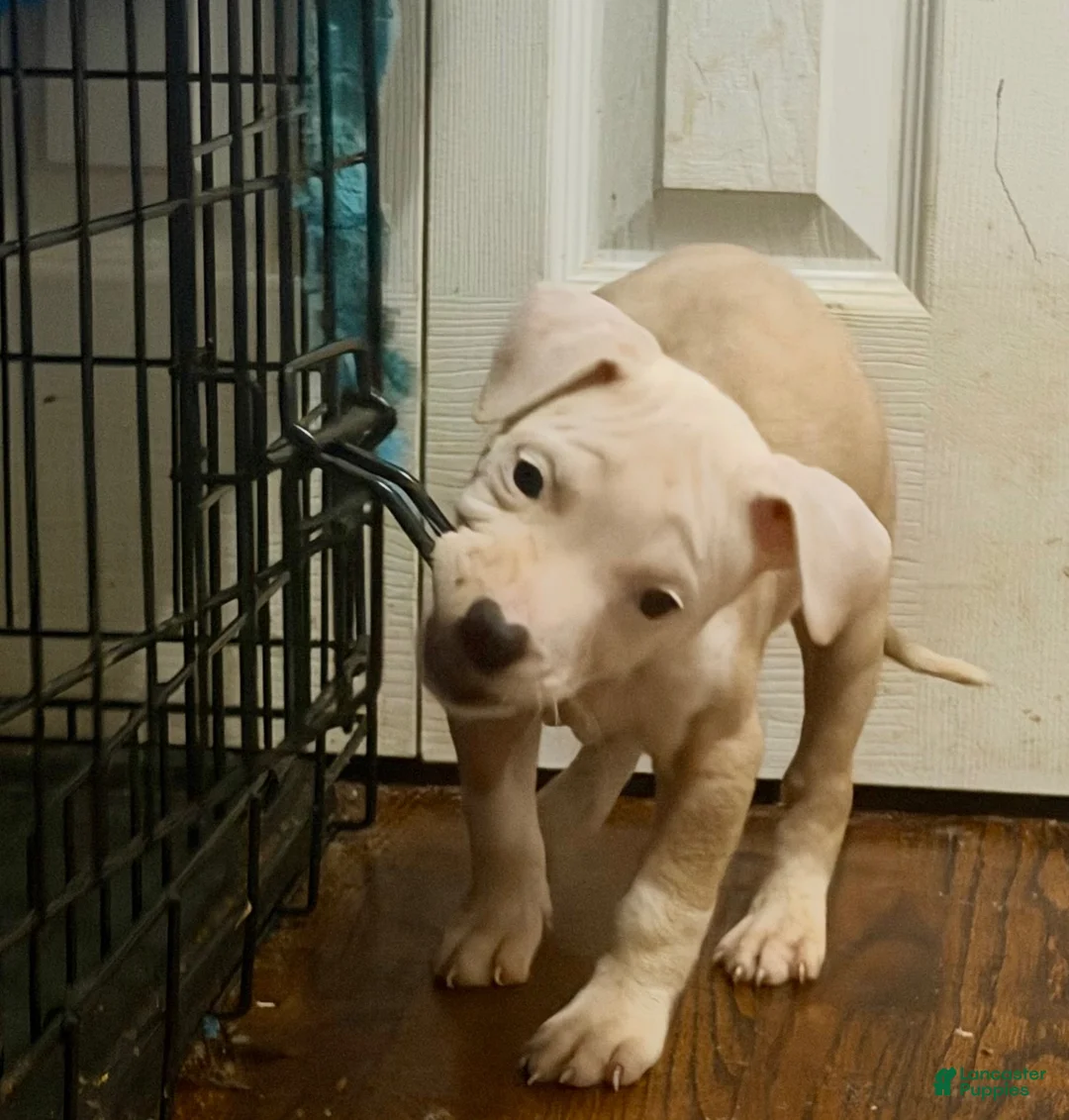 American Pit Bull Terrier dogs for sale: Chula - Ad 1