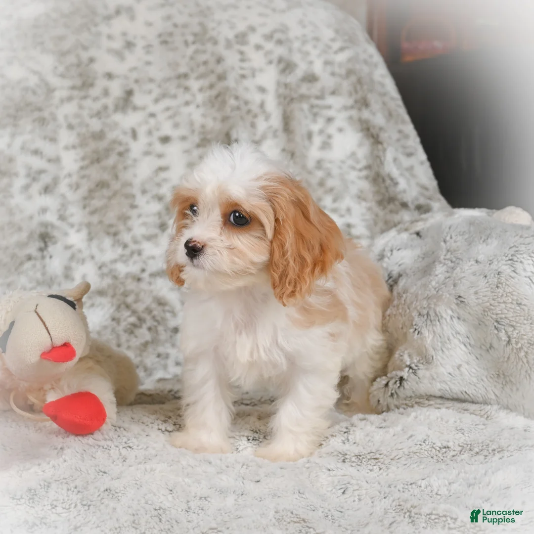Havanese dogs for sale: Hazel - Ad 8