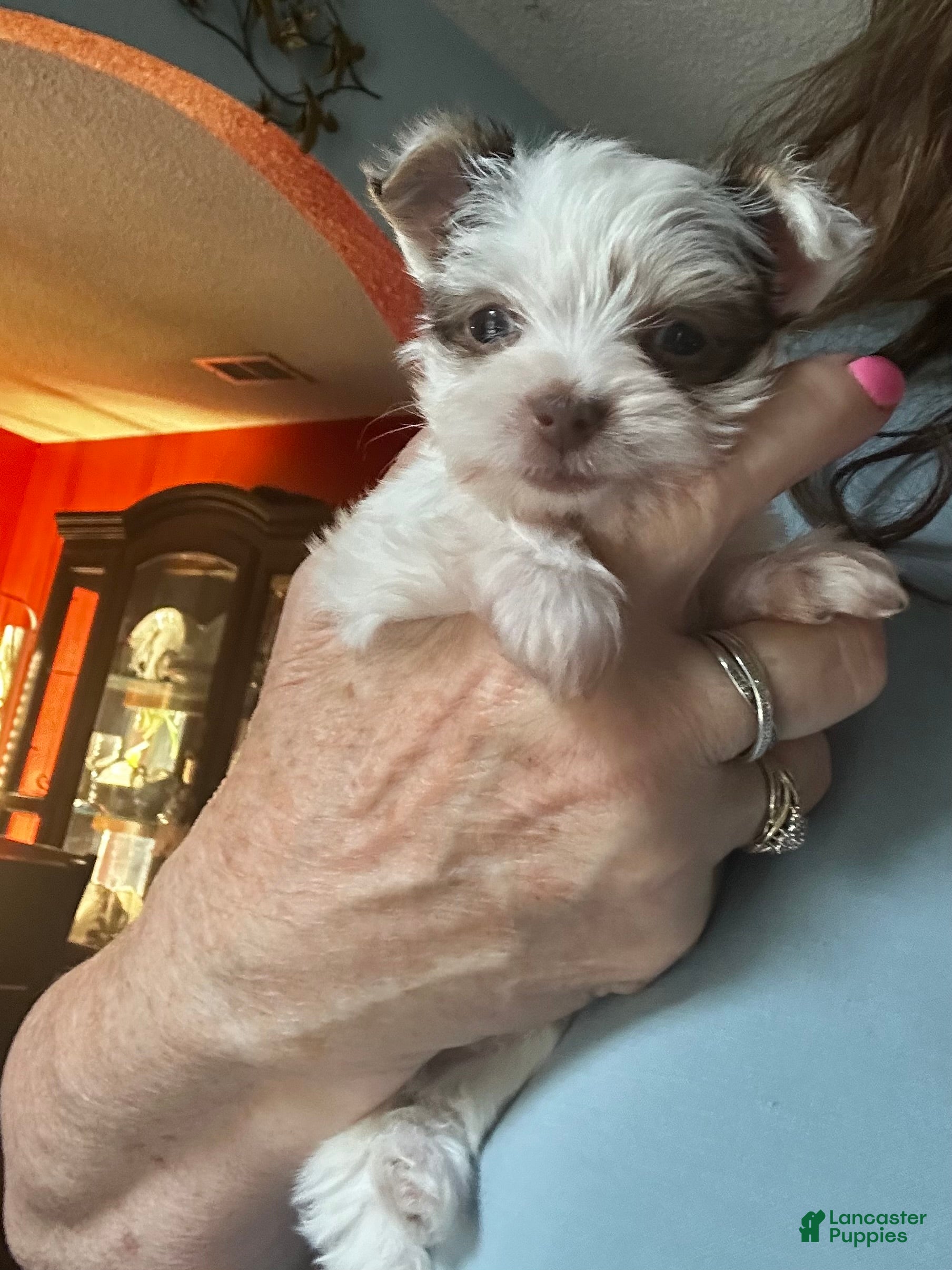 Yorkshire Terrier dogs AKC Woody - Ad 1