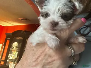 Yorkshire Terrier dogs for sale: AKC Woody - Ad 1