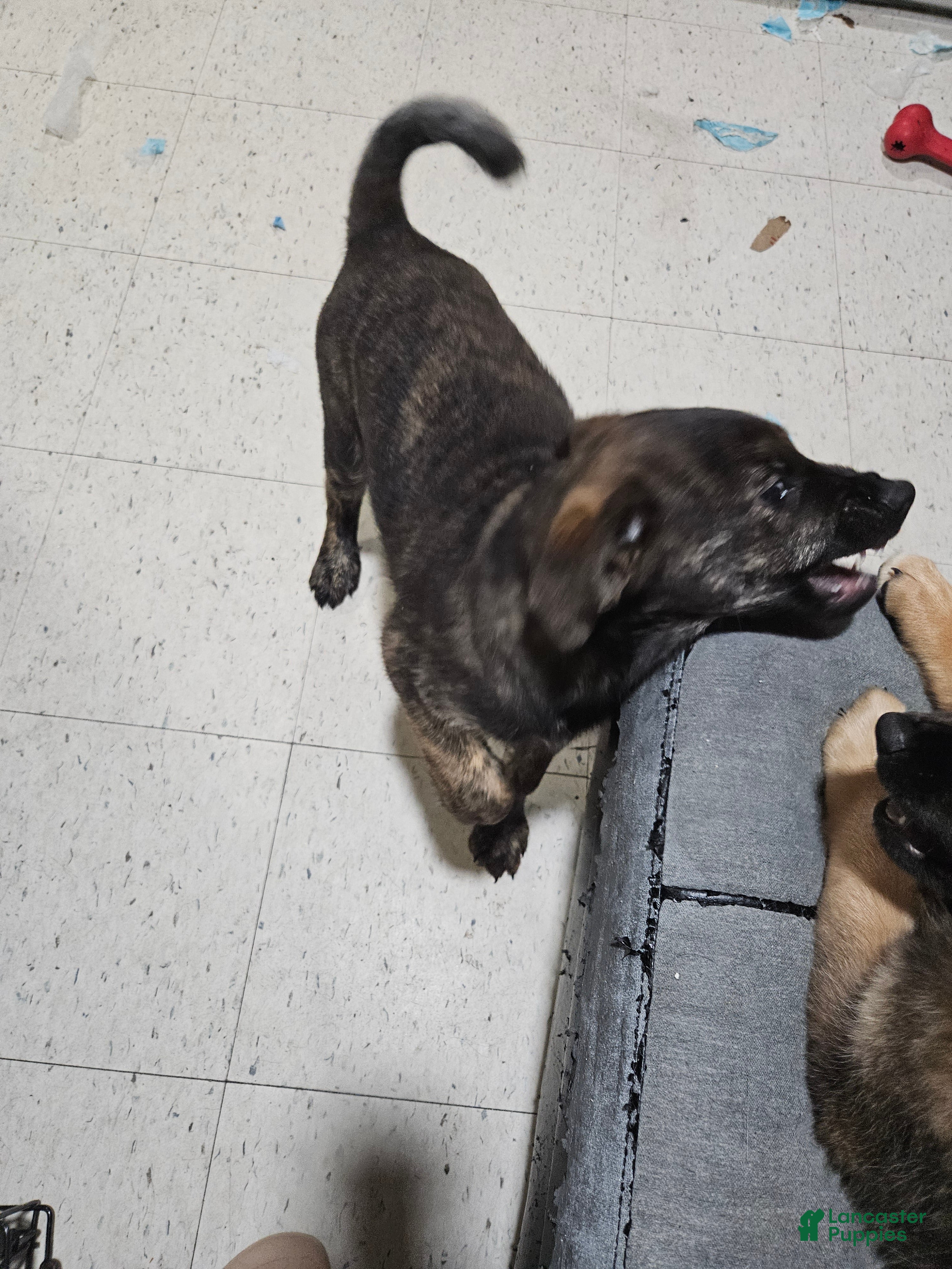 Mixed Breed dogs Mixed Breed Puppy 1 - Ad 4