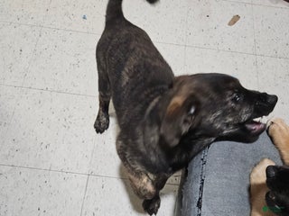 Mixed Breed dogs Mixed Breed Puppy 1 - Ad 4