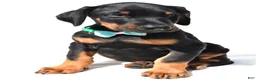 Doberman Pinscher dogs for sale: Barney - Ad 7