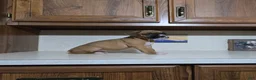 Boxer dogs for sale: Kodi - Ad 4