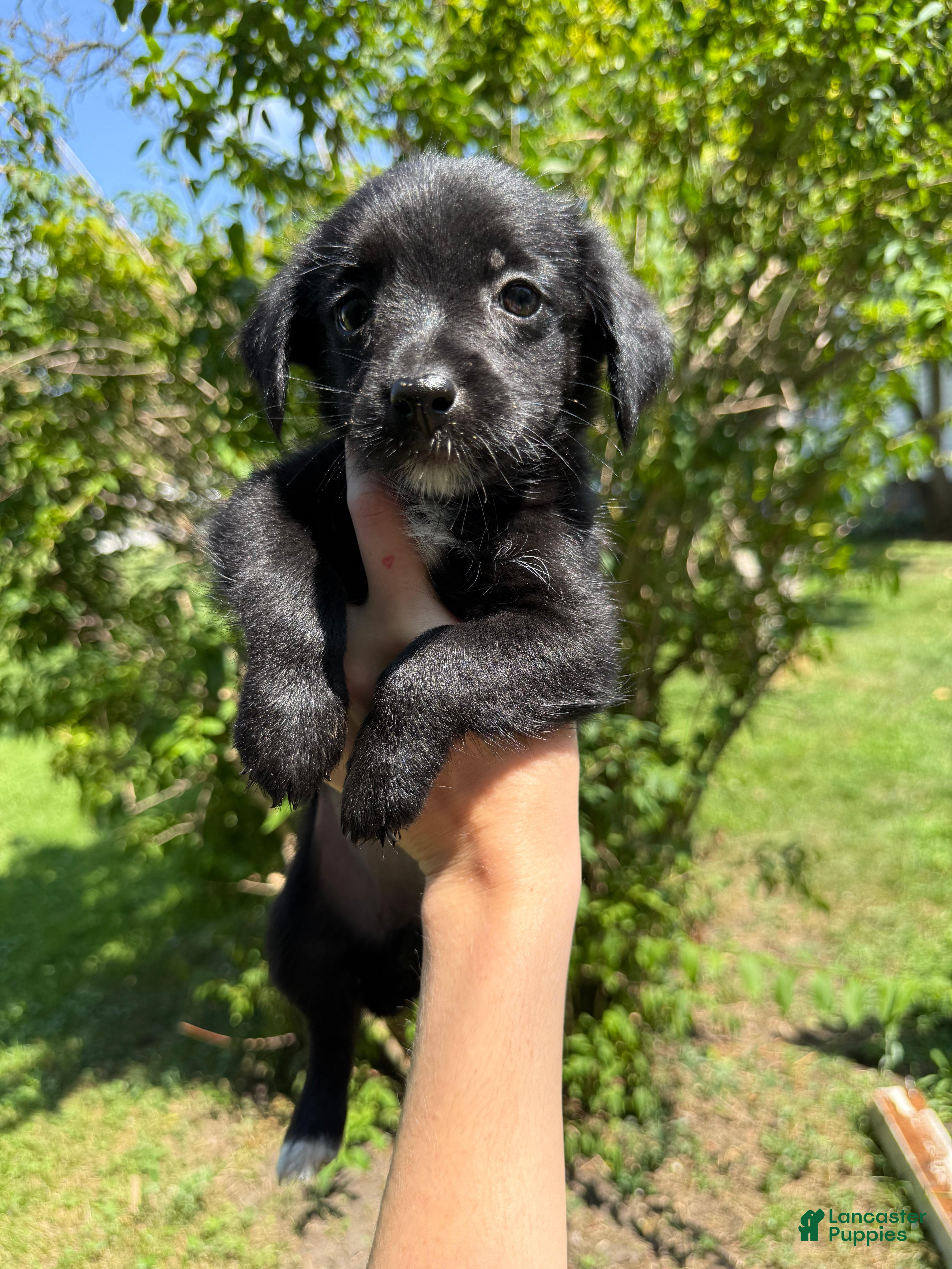 Mixed Breed dogs Beatrice - Ad 1