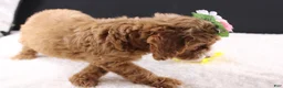 Mini Goldendoodle dogs for sale: Mini Goldendoodle 5 - Ad 12