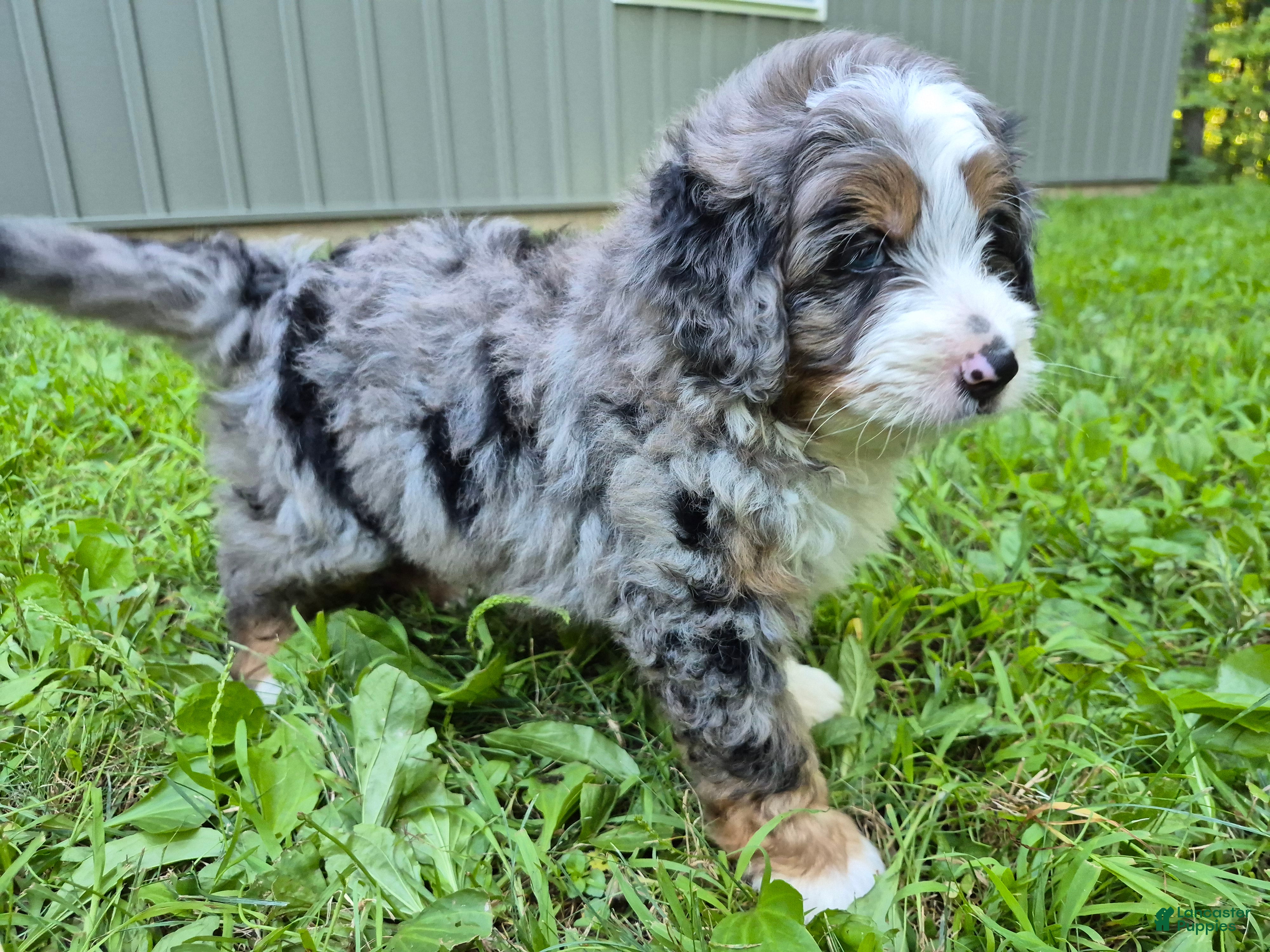 Bernedoodle dogs Rex  - Ad 1