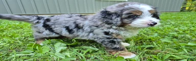 Rex 