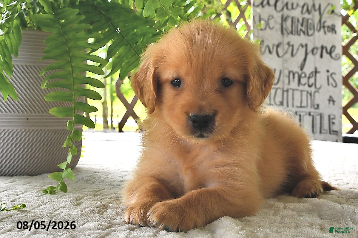 Golden Retriever dogs Honey - Ad 2
