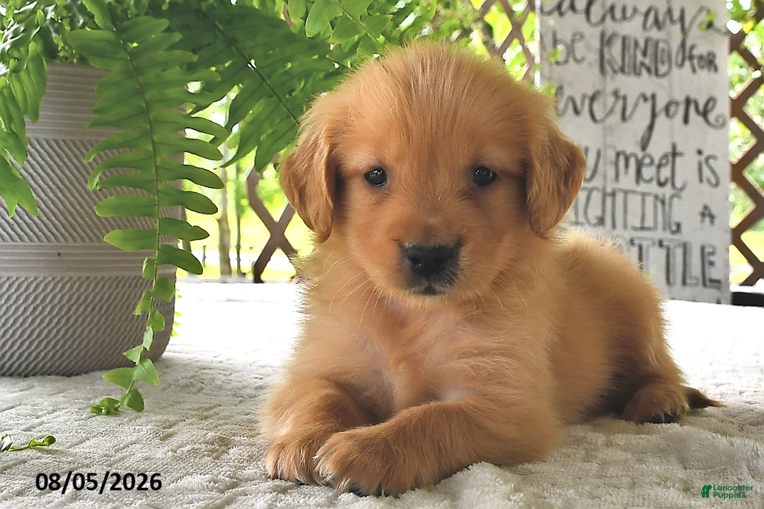 Golden Retriever dogs for sale: Honey - Ad 2