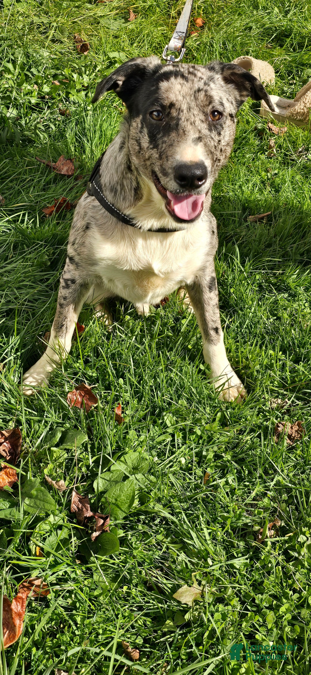 Mixed Breed dogs for sale: Rocky - Ad 3