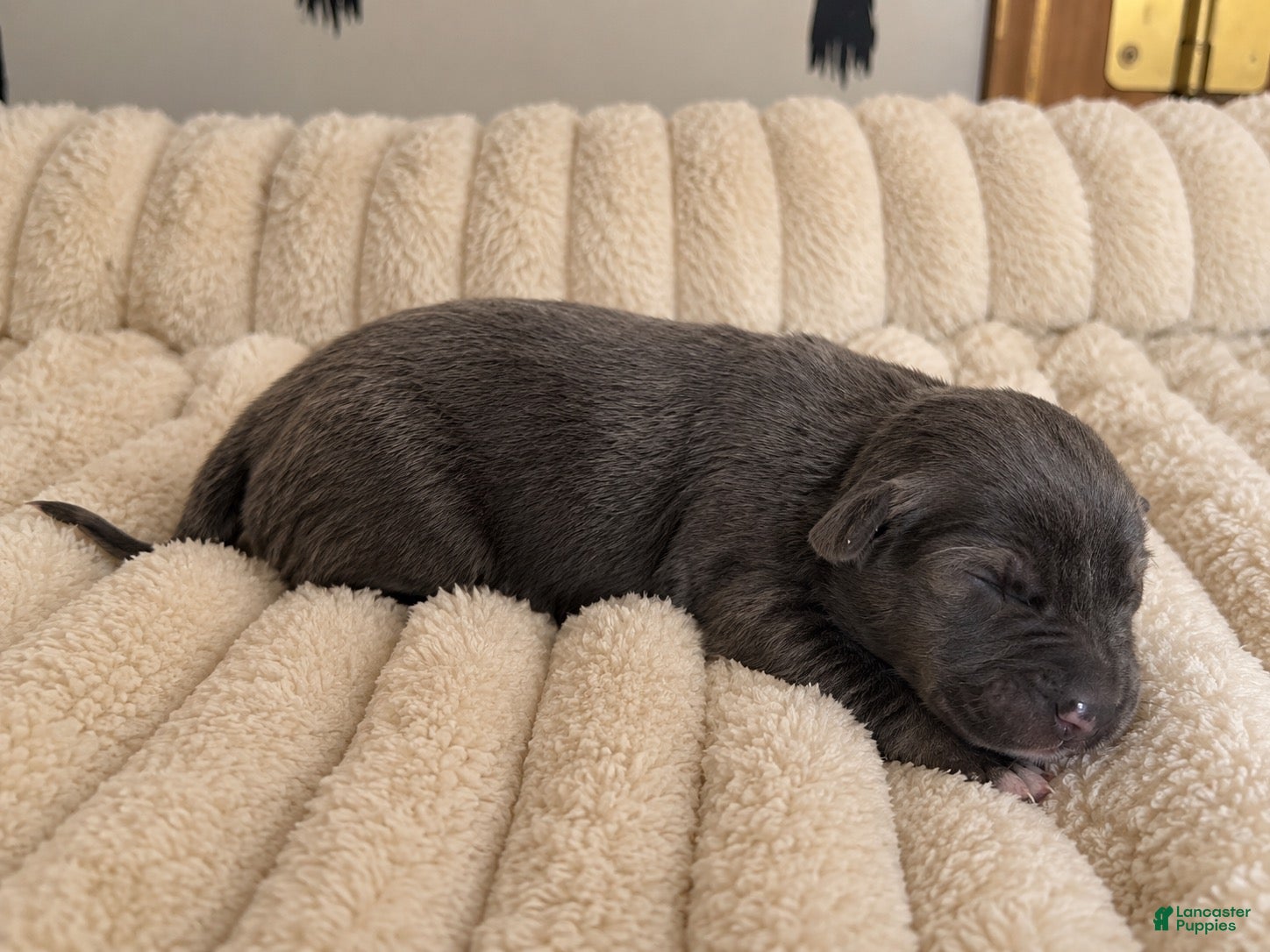 Mixed Breed dogs Puppy 3 - Ad 35