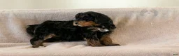 Bernedoodle dogs for sale: Cinderella - Ad 2