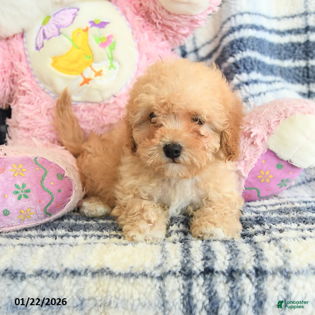 Havapoo dogs for sale: Delores - Ad 5