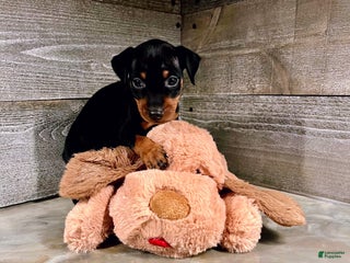 Miniature Pinscher dogs Ziggy - Ad 25