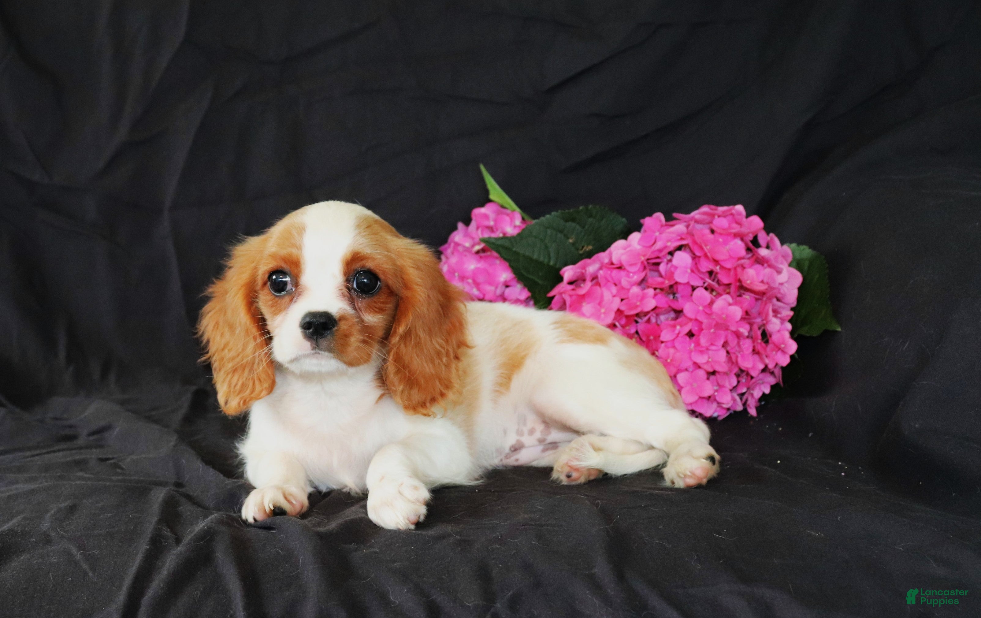 Cavalier King Charles Spaniel dogs Pansy - Ad 1