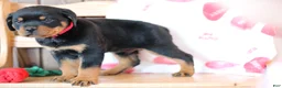 Rottweiler dogs for sale: Romeo - Ad 4