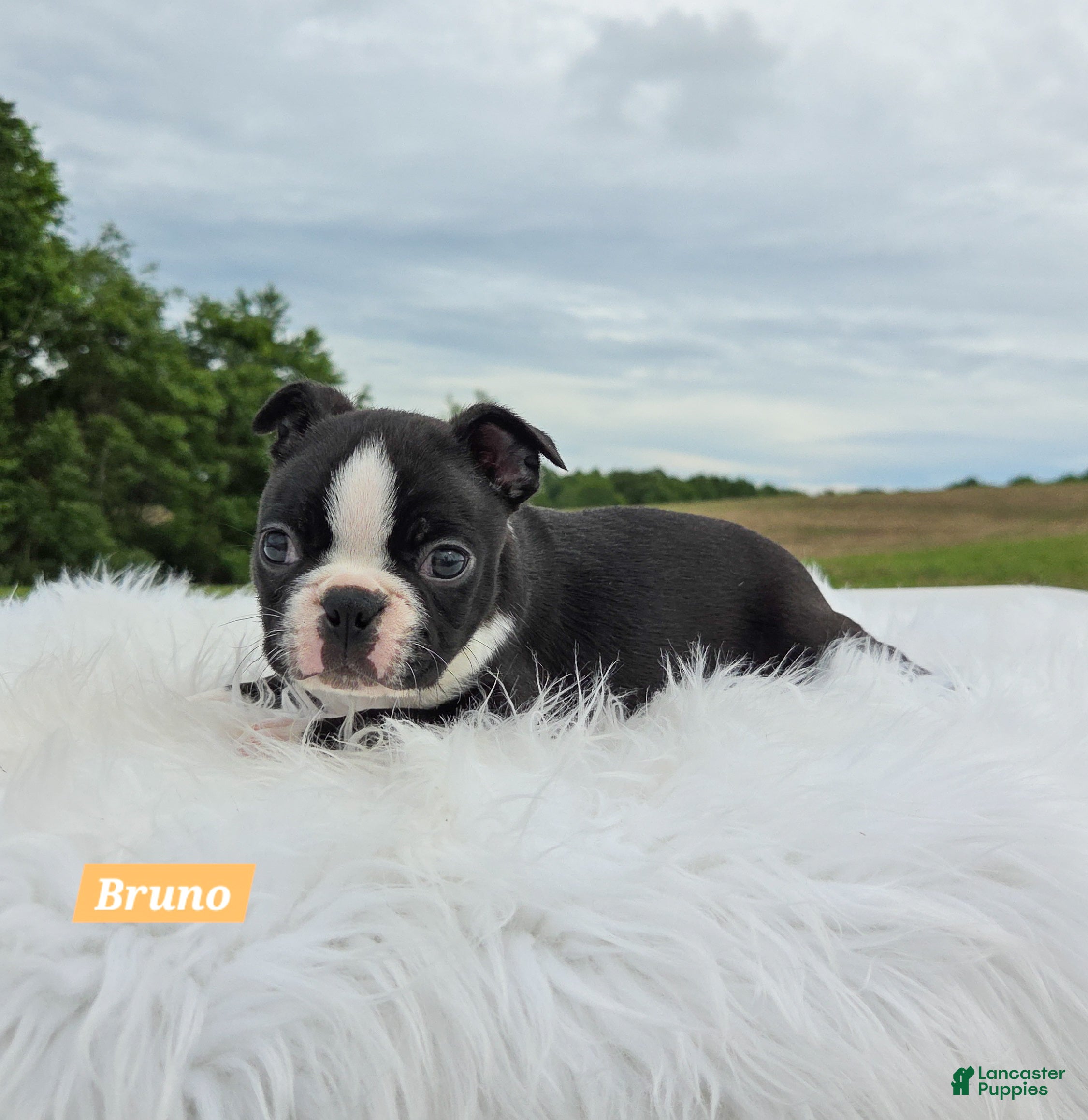Boston Terrier dogs Bruno - Ad 2