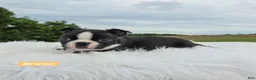 Boston Terrier dogs for sale: Bruno - Ad 2