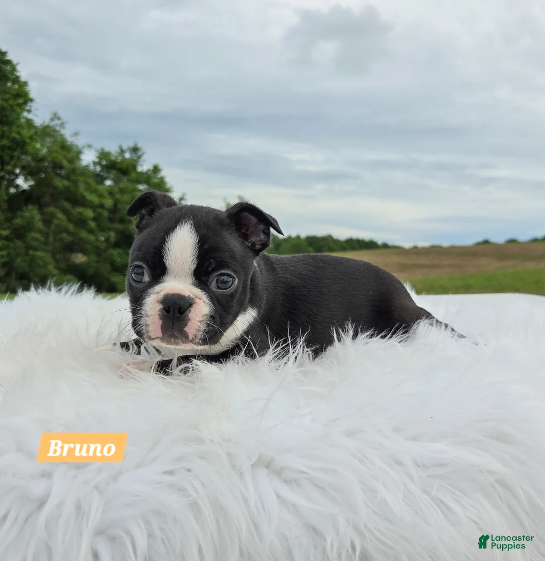 Boston Terrier dogs for sale: Bruno - Ad 2