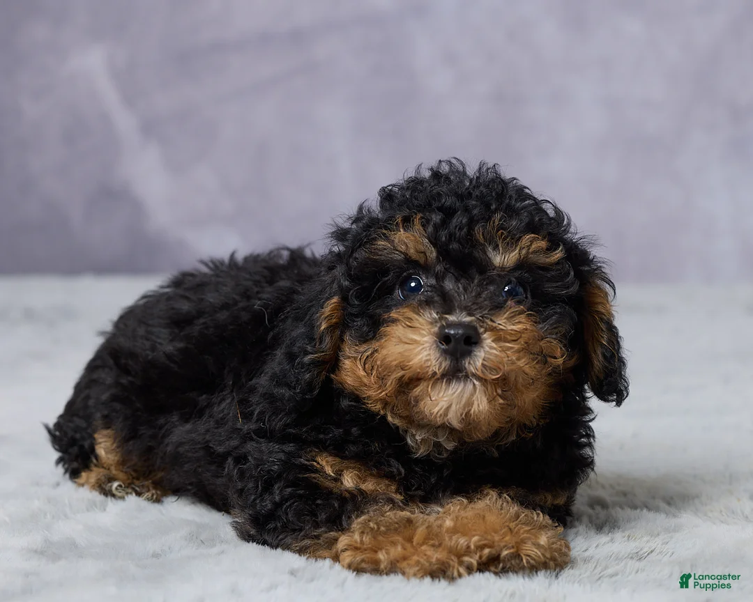 Miniature Poodle dogs for sale: Timmy - Ad 3