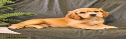 English Cocker Spaniel dogs for sale: Rusty - Ad 5