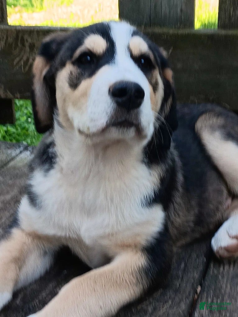 Mixed Breed dogs Junior - Ad 1
