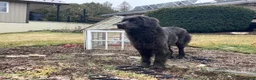 Newfoundland dogs for sale: Sunshine - Ad 15