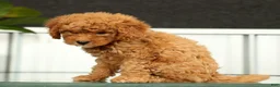 Mini Goldendoodle dogs for sale: Sage - Ad 5