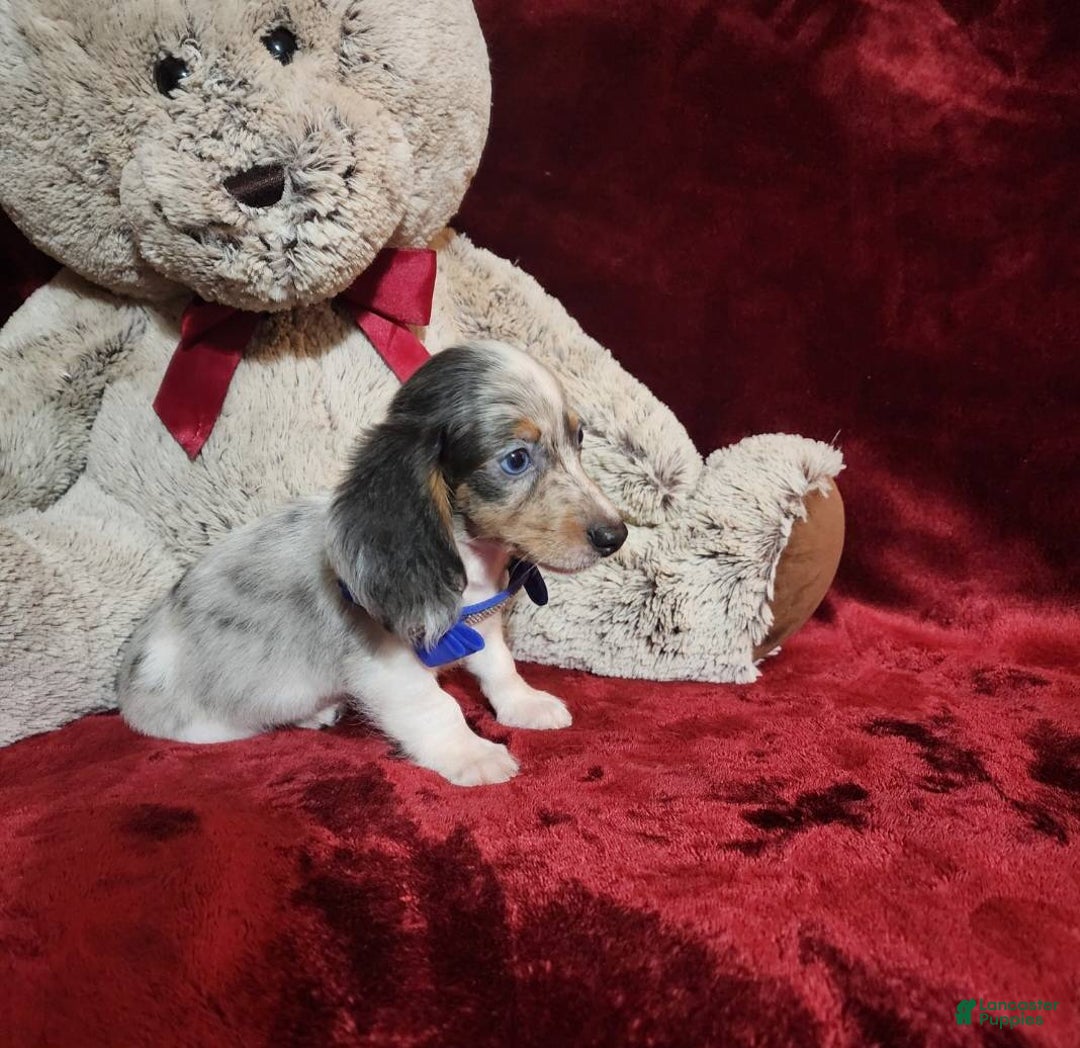 Miniature Dachshund dogs for sale: STERLING - Ad 9