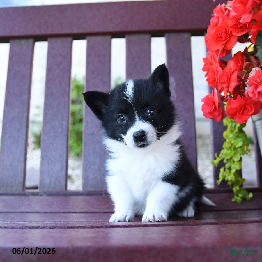 Mixed Breed dogs Barbie - Ad 1