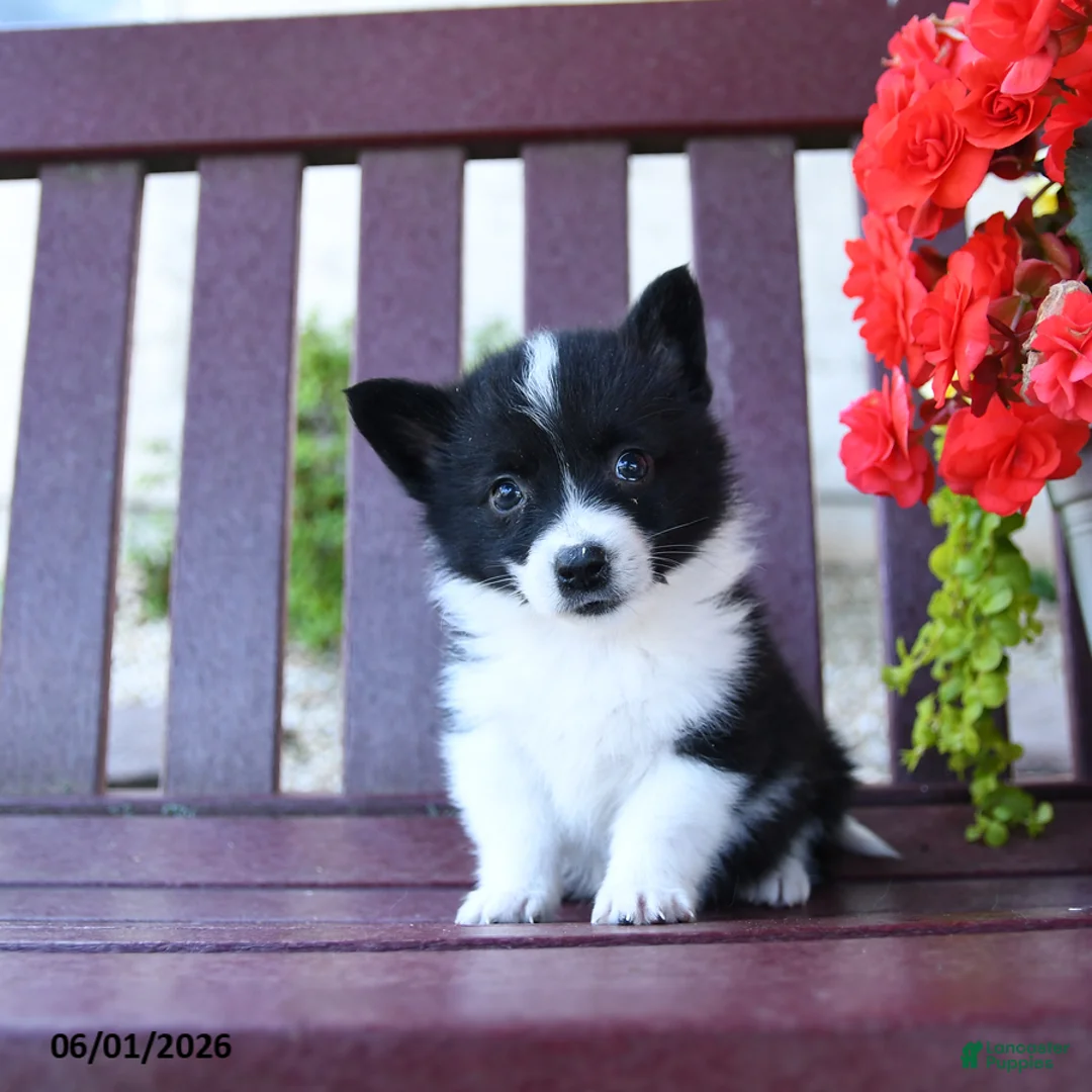 Mixed Breed dogs for sale: Barbie - Ad 1