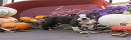 Boston Terrier dogs for sale: Cassie Boston Terrier  - Ad 3