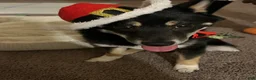 Shiba Inu dogs for sale: Shiba Inu 1 - Ad 2