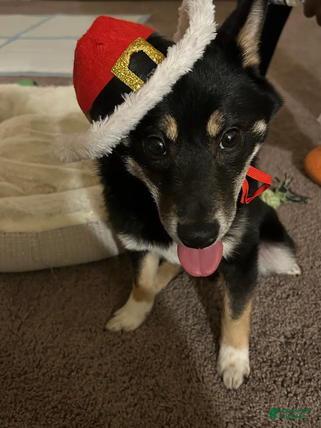 Shiba Inu dogs for sale: Shiba Inu 1 - Ad 2