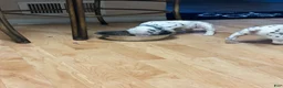 Dalmatian dogs for sale: Dalmatian 9 - Ad 2