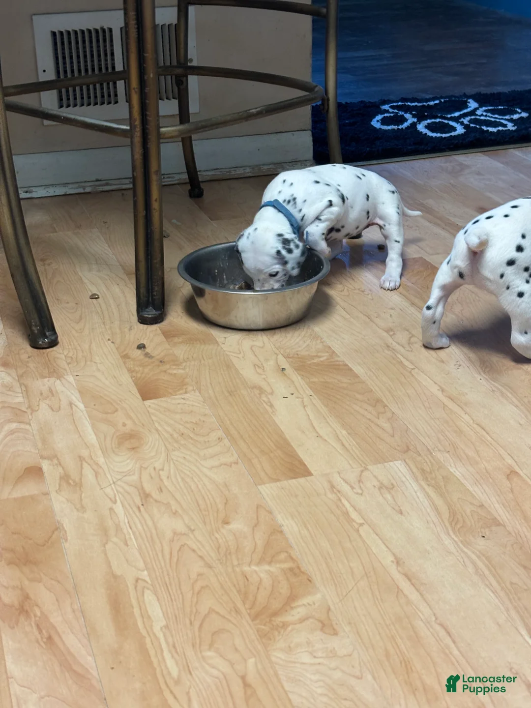 Dalmatian dogs for sale: Dalmatian 9 - Ad 2